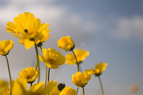 Beautiful Wild Flowers Yellow 2 Stock Photo Image Of Botanical
