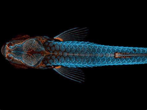 Stunning Dorsal View Of A Zebrafish Wins Forty Sixth Annual Nikon Small