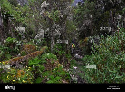 Walking In The Lush Afroalpine Vegetation Stock Photo Alamy
