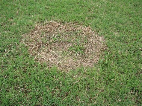 Spring Dead Spot In Bermudagrass K State Turfgrass
