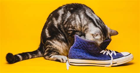 Why Do Cats Like Shoes Vets Explain This Quirky Behavior First For Women