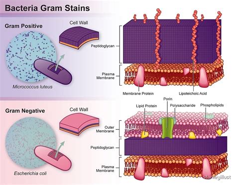 Gram Positive Vs Gram Negative Bacteria The Best Porn Website