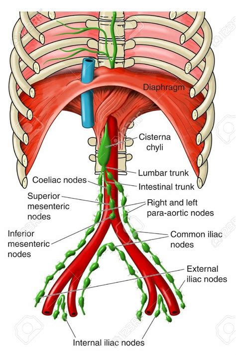 Cisterna Chyli Medical Anatomy Basic Anatomy And Physiology Anatomy