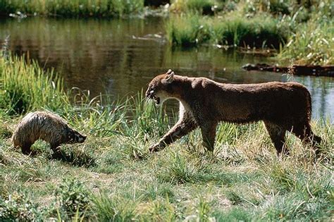 Wildlife In British Columbia Canada Cougar Wildlife In B Flickr