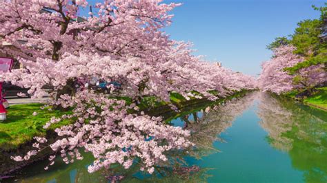 Cherry Tree Rose Flowers Green River Kawazu Town In Japan