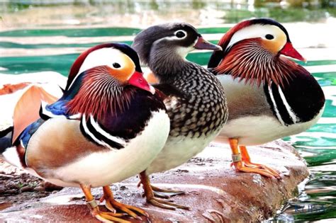 Mandarin Duck Honolulu Zoo Society