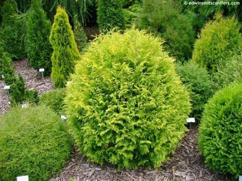 Thuja Occidentalis Golden Globe Havliscz Globe