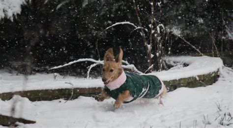 Dachshund Through The Snow From Dachshund Delights On Fb Dog