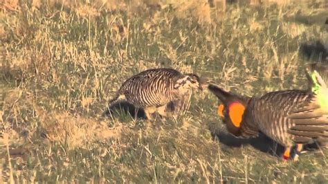 Lesser And Greater Prairie Chickens Stomping And Booming For Females