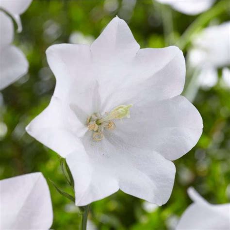 Campanula Persicifolia Takion White 2l Pot Purely Plants