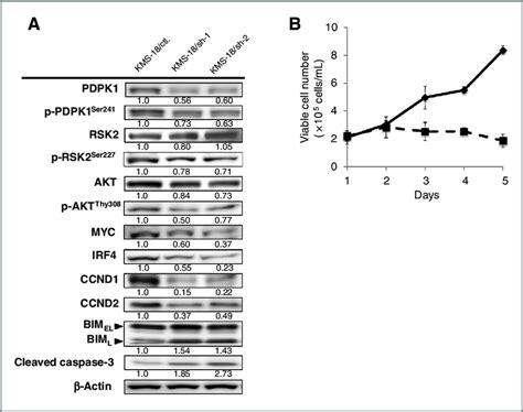 gene knockdown of pdpk1 by rnai a knockdown of pdpk1 caused download scientific diagram