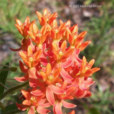 During the flowering season, remove all dead flowers on a regular basis and this should stimulate the plant to produce even more. Florida Native Plant Society