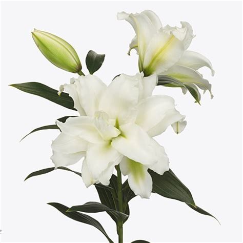 LILY ORIENTAL ROSELILY DEJIMA 85cm 4 Wholesale Dutch Flowers