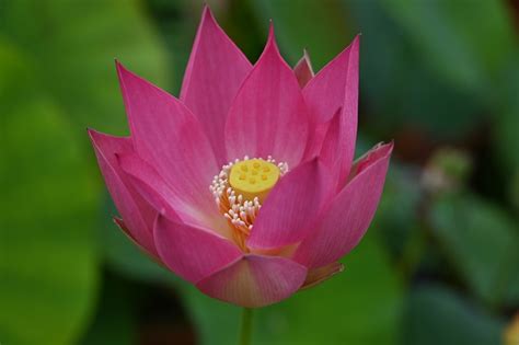 29 Misty Rain In Spring Lotus Excellent Blooming Micro Lotus All