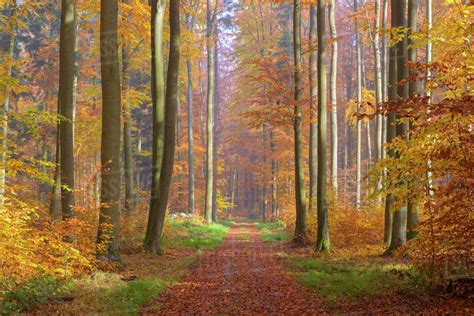 Path Through European Beech Fagus Sylvatica Forest In Autumn