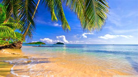 Shore Palms Tropical Beach Ultra Hd Desktop Background Wallpaper For 4k Uhd Tv Tablet Smartphone