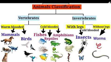 Animal Classification For Children Classifying Vertebrates And