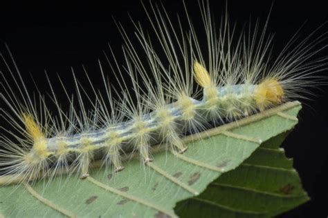 Hairy Tussock Moth Larvae Caterpillar Leaves Stock Photo By
