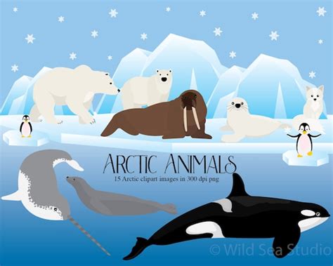 Arctic Animals Clipart Polar Bear Walrus Penguin Narwhal Sealsea