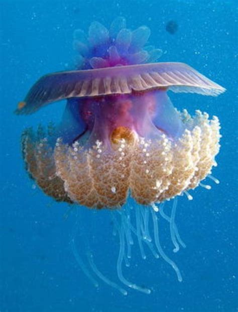 Crown Jellyfish Information And Picture Sea Animals