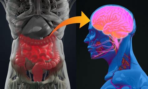 Cravings For Fatty Foods Traced To The Gut Brain Connection Gut Brain