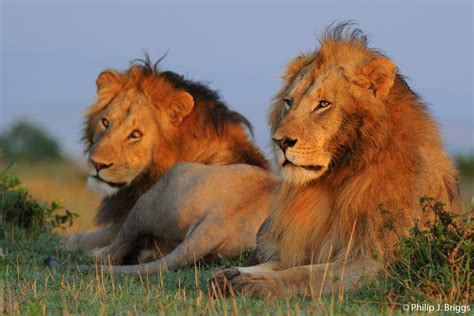 How To Live With Lions Huffpost