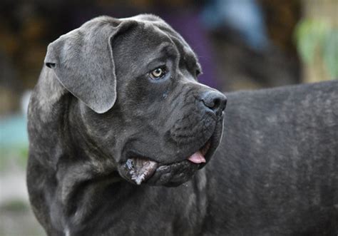 cane corso dog breed characteristic daily  care facts