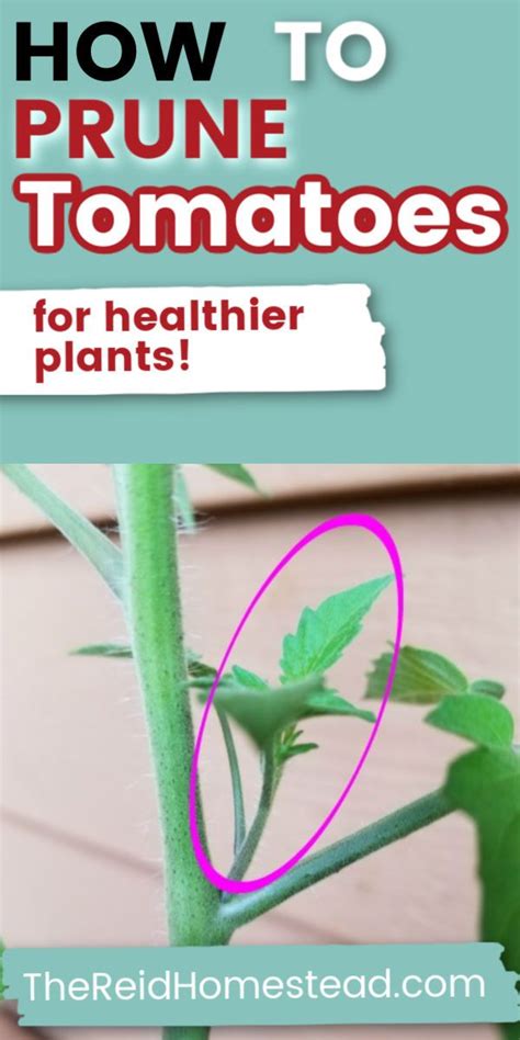 How And Why You Should Prune Tomato Plants Tomato Plants Tomato