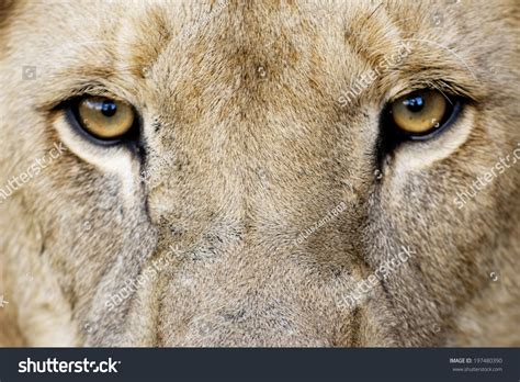 Male Lion Eyes Closeup Male Lion Stock Photo 197480390