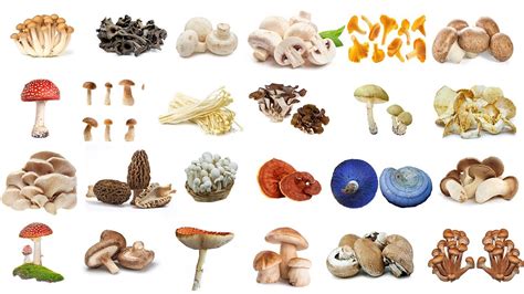 Mushroom Mushrooms Name In English In English With Pictures Types