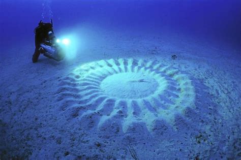 Sand Sculpture Made By Male Puffer Fish To Attract Females The More