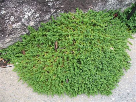 Herniaria Glabra Seeds Green Creeper Aka Burstwort Rupture Wort