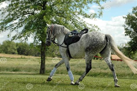 Dappled Grey Horse Stock Image Image Of Movement Gray 2561217