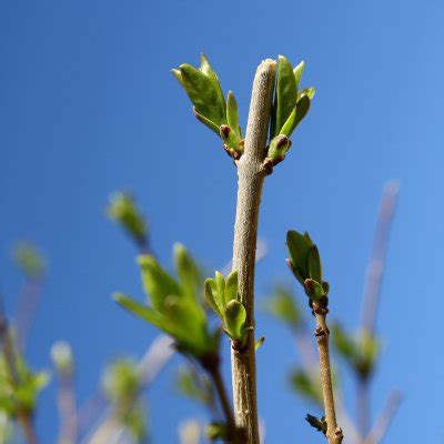 Budding Spring Leaves With Blue Sky Thumbnail Photos Public Domain
