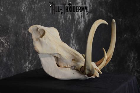 African Warthog Skull Taxidermy For Sale Sku 1557 All Taxidermy