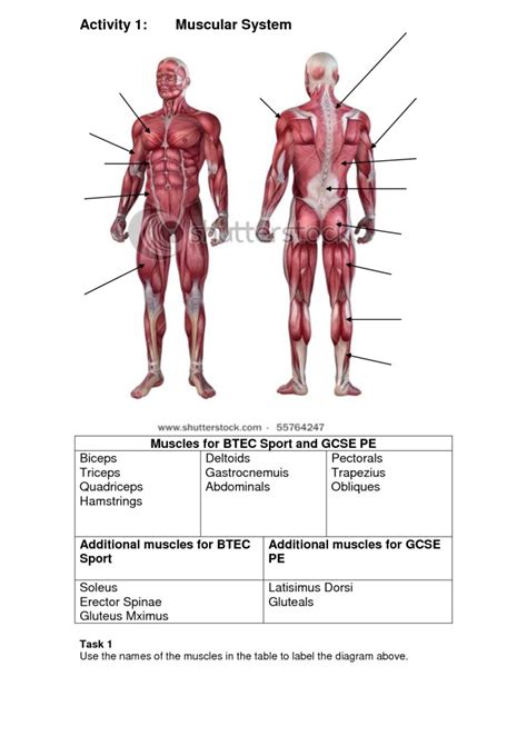 This muscular system chart shows in detail the deep layers of muscle on the back side of your body. Muscular System Quotes. QuotesGram
