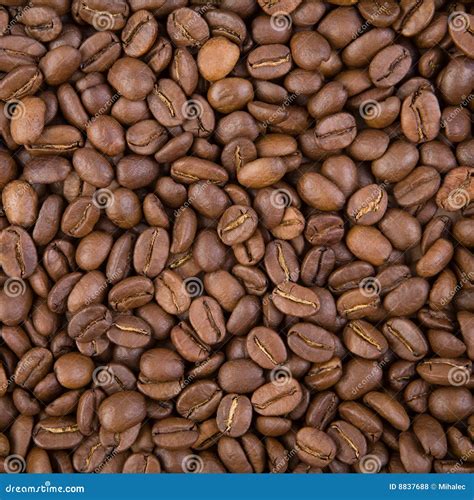 Coffee Grains Stock Photo Image Of Flat Backdrop Refreshment 8837688