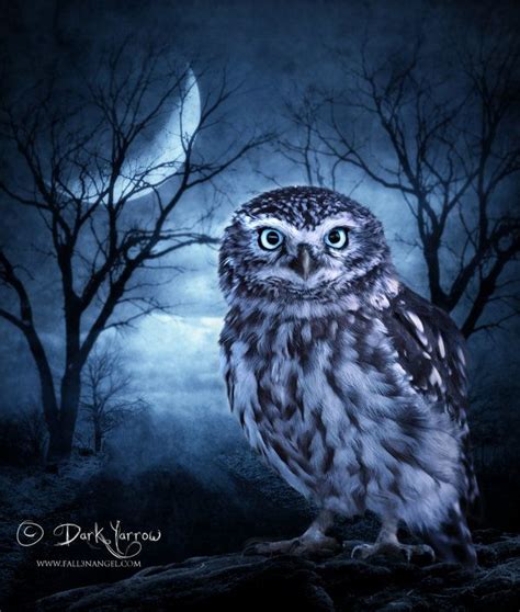 Owl Moon Owl Artwork Owl Painting Owl