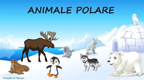 🐧🦌animale De La Poli Animale Polare Curiozități Despre Animalele