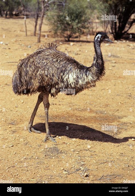 Emu Dromaius Novaehollandiae In The Outback Australia Stock Photo