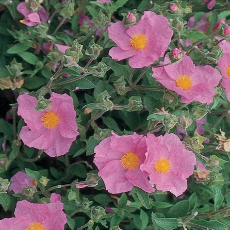 Pink Rock Rose Accent Shrub In Pot With Soil L2450 At