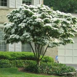 Unbeatable prices · online since 2002 · wholesale pricing 42 best Small Zone 7 Trees images on Pinterest | Shrubs ...