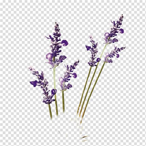 Lavender Flower Purple Lavender Transparent Background Png Clipart