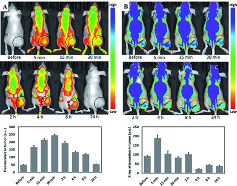 Fluorescence And X Ray Attenuation Of Au Hyp Np In A Nude Mouse Bearing