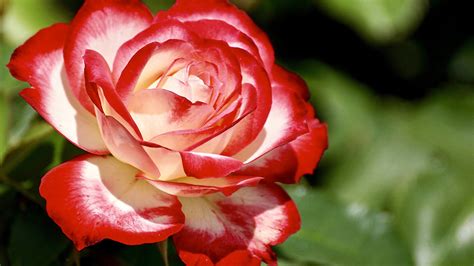 The 10 Most Beautiful Roses In The World