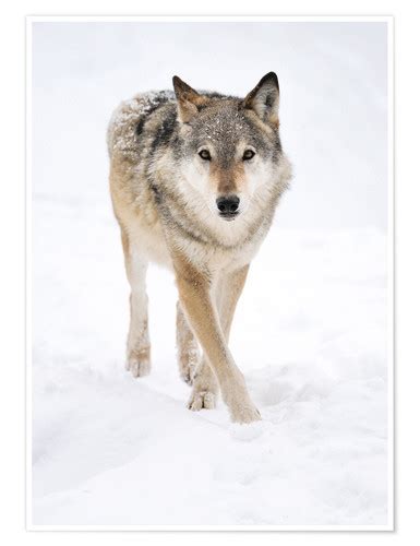 Gray Wolf In Snow Posters And Prints Uk