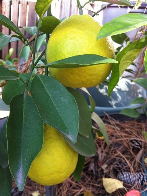 Ujukitsu Sweet Lemon Fruit Trees Citrus Fruit Planting Flowers