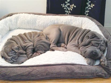 A Hairless Dog Is Curled Up In A Bed On Top Of A Wooden Table