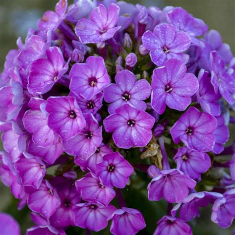 Phlox Paniculata Flame Purple Eye Barthirtythree Pp16437 Cpbr3003