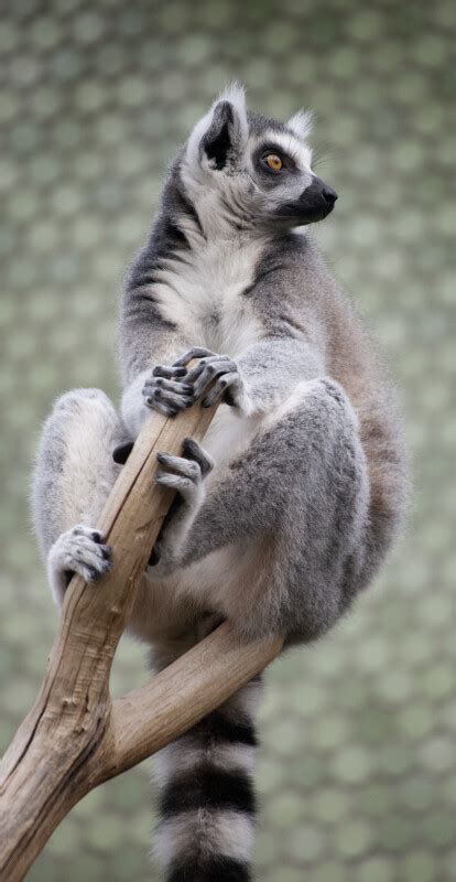 Ring Tailed Lemur Hands And Feet Clippix Etc Educational Photos For